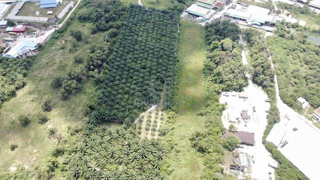 9.3 Acres FREEHOLD Flat near main road Agricultural Land in Bercham 1