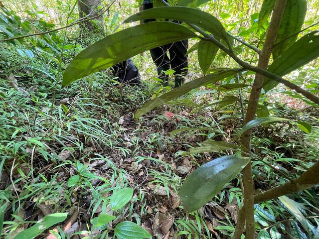 TANAH KEBUN Belakang kolej KEDA Sik Ada Jalan Keluar Masuk 3