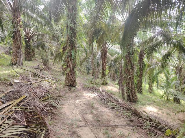 Tanah Kebun Kelapa Sawit untuk dijual di Pasir Ambor Negeri Sembilan 1