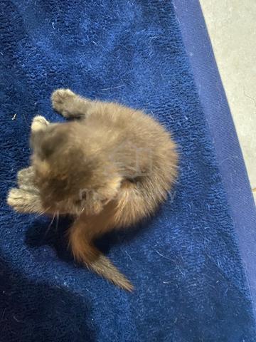 BSH mix SCOTTISH FOLD - photo 4 of 4