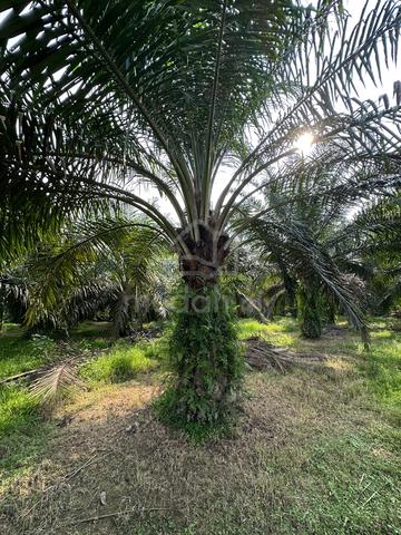 Kebun Sawit 5 Ekar Untuk Dijual 1