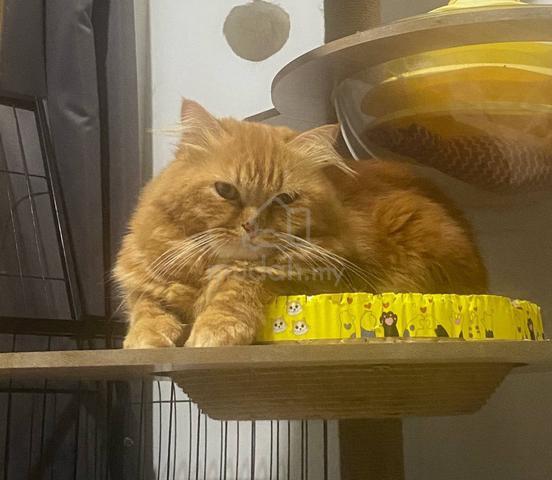 Persian cat - photo 3 of 4