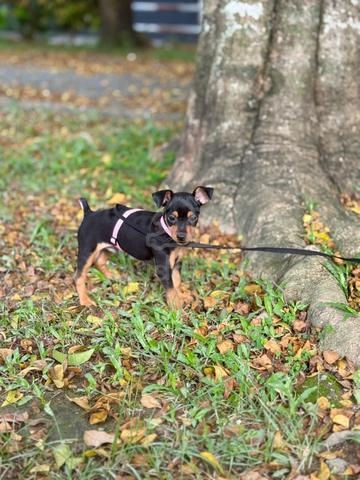 mini pinscher puppies puppy - photo 3 of 3