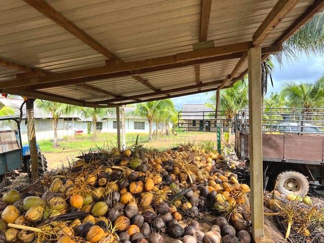 Kuantan 1408 acres  Coconut Plant 1