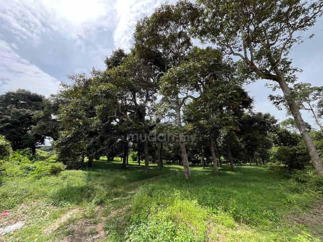 GOOD FOR INVESTMENT 3 Acres Durian Farm Labu, Salak Tinggi, Sepang 1