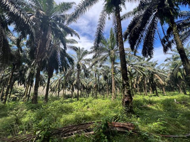 AGRICULTURE LAND | JALAN MUTIARA |Sungai Kod Karangan 3