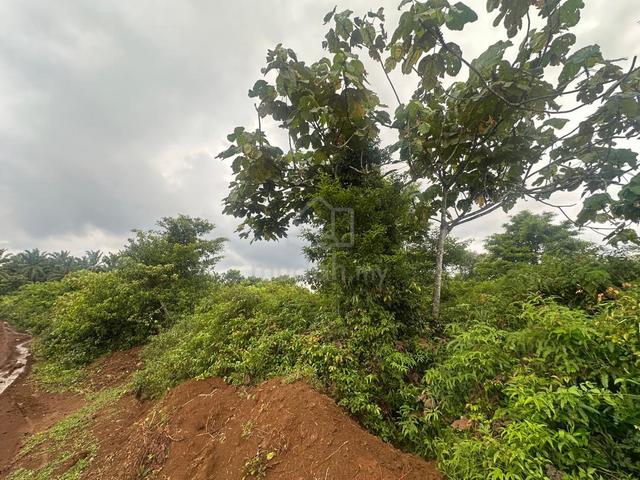 Tanah Pertanian 3 Ekar RTP Bukit Goh Kuantan Pahang 1