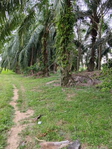 kebun Sawit untuk dijual 1