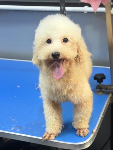 Toypoodle - photo 2 of 2