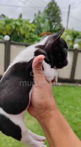 French Bull tiny - photo 2 of 2
