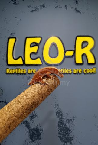 Carousel Image Selected