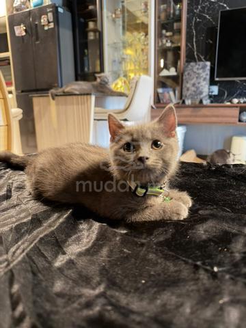 Male BSH British Shorthair Kittens - photo 4 of 6