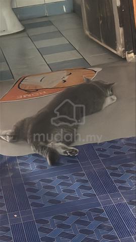 Carousel Image