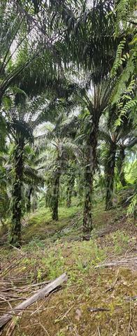 PL Land | 45 Acres | Road Accessible | Palm Oil Land | Beaufort | 1