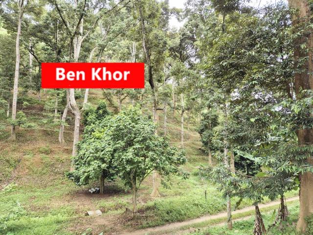 4.7Acres | Old Tree Durian Farm | Lenggong | PERAK 3