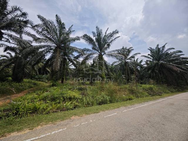 Tanah Pertanian Sawit Sri Medan Batu Pahat Johor Good Investment 1
