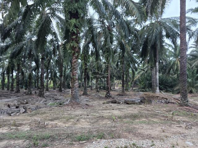 Tanah Pembangunan Perumahan Kg Padang near Kotasas for sale 1