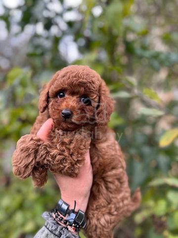 poodle ~4 - photo 2 of 3