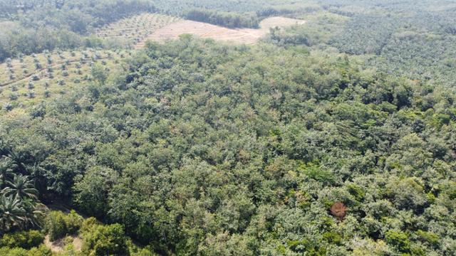 3.1345 acres abandoned rubber estate at Kg Timah, Tg Tualang Perak 1