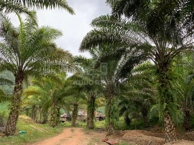 CL Tambunan Title 1