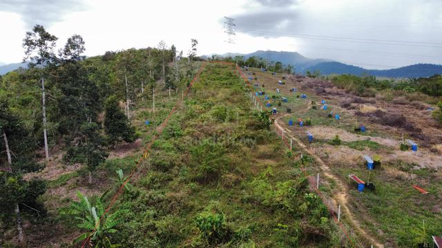Tanah Tepi Jalan 2 Ekar Bukit Sapi Lenggong Sesuai Tanaman Sayur 1
