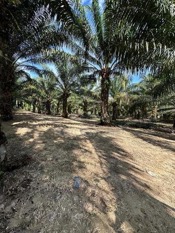 First Grade Land Penanti Penang 1