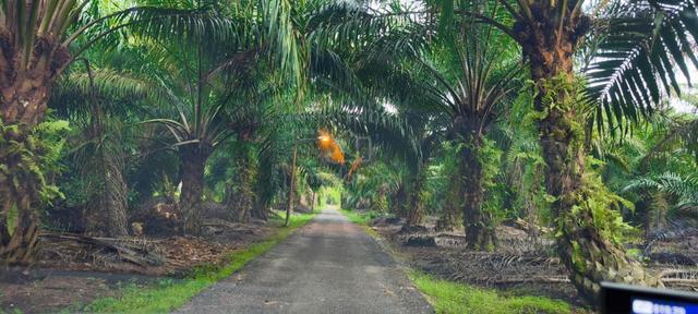 Oil Palm Land @ Pontian, about 13km from Sungai Pulai Bridge Agri 1