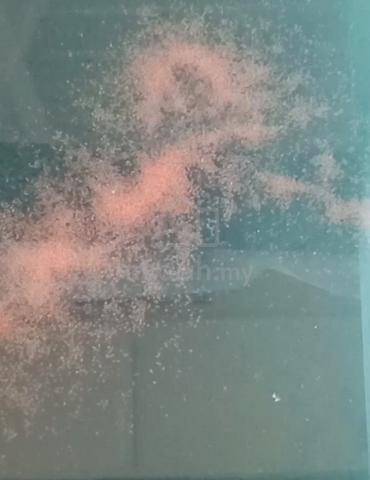 Carousel Image Selected