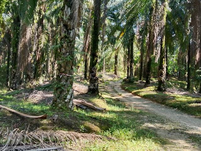 Tanah sawit 8 ekar di batang padang,perak 1