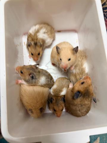 Hamster (Syrian Bigbone) - photo 2 of 6