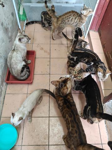 Bengal / Marble / Snow - photo 2 of 2