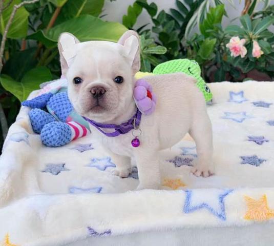 FRENCH BULLDOG PUPPIES VIP811 🌻 Boy-Girl Cream - photo 3 of 3