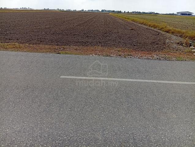 Tanah sawah Taliair 8, Sekinchan. 1