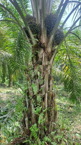 Kebun Sawit kuala Kangsar 1