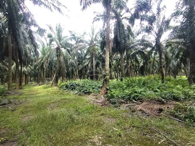 Bukit Changgang Land , 1 Acre 1
