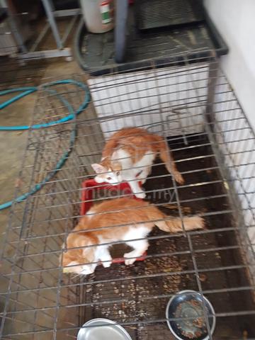 Carousel Image Selected