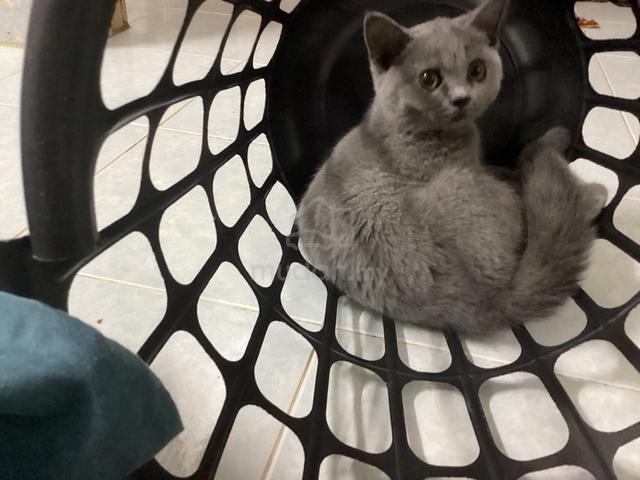 BSH kitten Comel Manja - photo 2 of 4