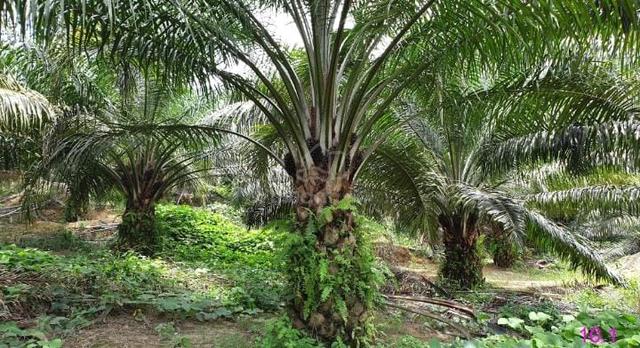 Good Harvest Perak Kuala Kangsar Sungai Siput 961 acres Palm Oil Land 1