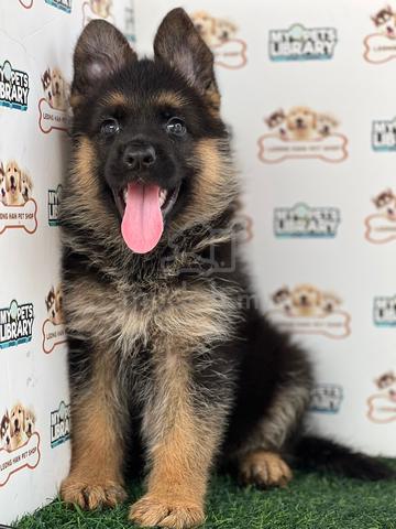 German Shepherd - photo 2 of 6