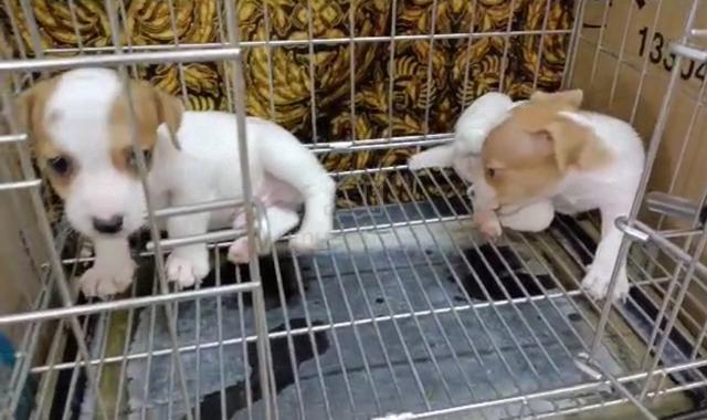 Jack Russell Terrier Male Puppy - Pets For Sale In Puchong, Kuala Lumpur