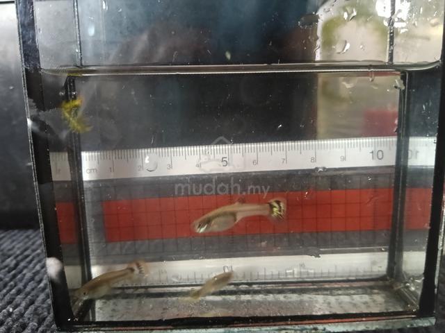 guppy - photo 3 of 4