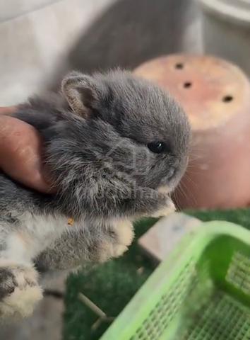 Carousel Image Selected
