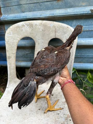 ayam Aseel cross Oshamo - photo 4 of 6