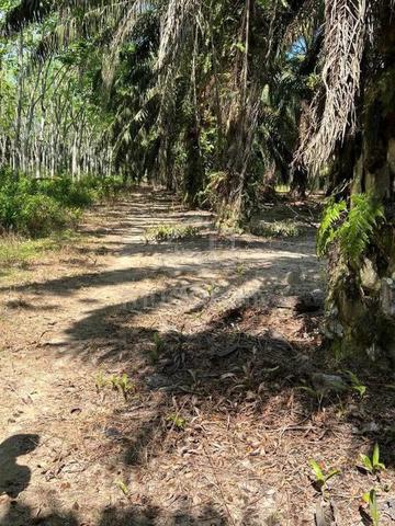 Rubber Agriculture Land, Bkt Kuang, Pdg Lembu, Gurun 1