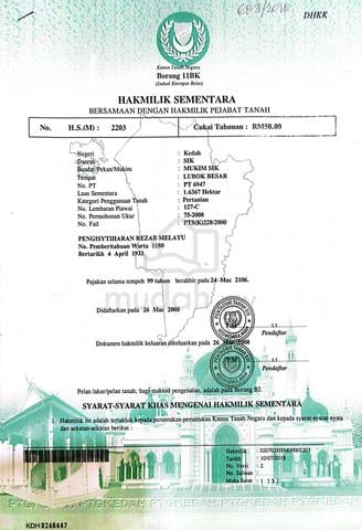 Pokok Sawit 1