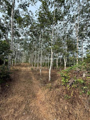 freehold plantation rubber kebun getah 1