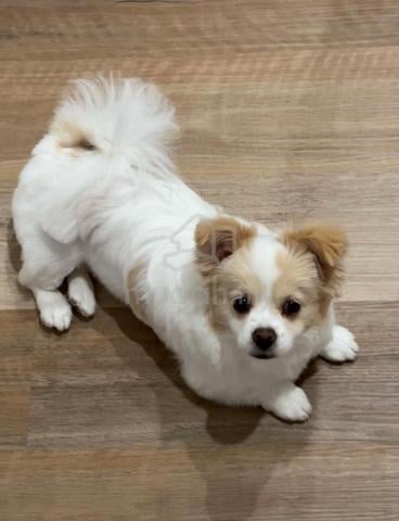 Chihuahua ~7 - photo 3 of 4