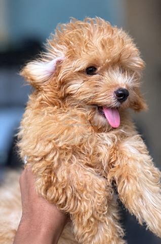 Toy Poodle - photo 2 of 2