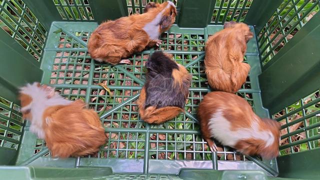 Guineapig for sale - photo 3 of 3