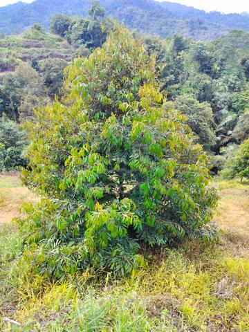 Raub Town Area Durian Farm for sell 3